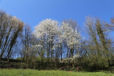 Holz stärkt wirtschaftliche Resistenz